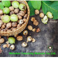 Dolce qualità di alta qualità dei kernel di noce yunnan